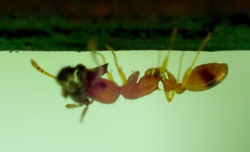Temnothorax unifasciatus